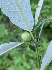 Rabdophaga salicisgnaphalioides