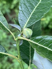 Rabdophaga salicisgnaphalioides