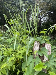 Rottboellia cochinchinensis