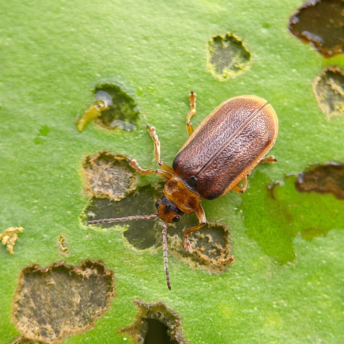 Waterlily Leaf Beetle photo 2