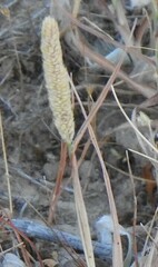 Phleum pratense bertolonii