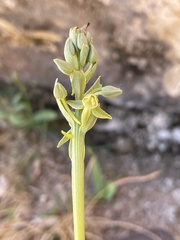 Platanthera zothecina