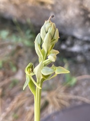 Platanthera zothecina