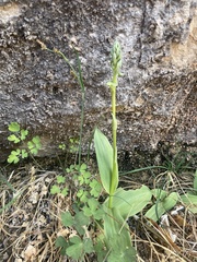 Platanthera zothecina