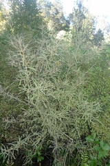 Sophora godleyi