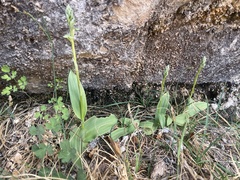 Platanthera zothecina