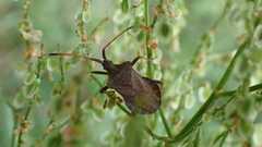 Coreus marginatus