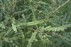 Sophora godleyi