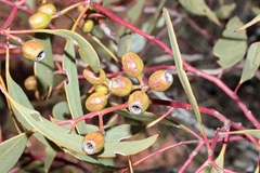 Eucalyptus incrassata