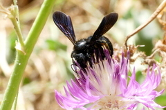 Xylocopa