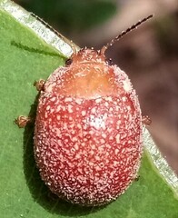 Paropsis ornata