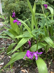 Bletilla