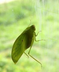 Orthoptera
