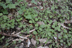 Brachyglottis sciadophila