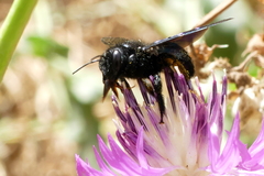 Xylocopa