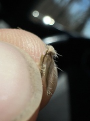 Cryptantha echinella