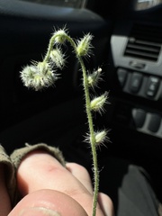 Cryptantha echinella