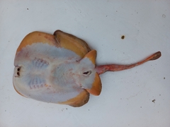 Urobatis tumbesensis