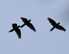 Rhynchopsitta terrisi