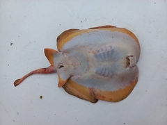 Urobatis tumbesensis