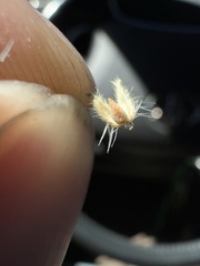 Cryptantha echinella