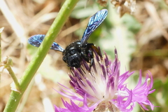 Xylocopa
