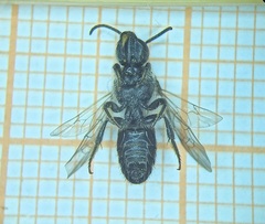 Lasioglossum