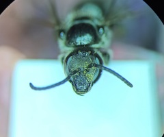 Lasioglossum