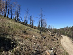 Cryptantha echinella