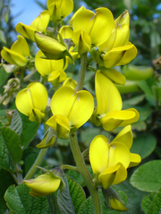 Crotalaria beddomeana
