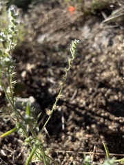 Cryptantha echinella