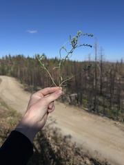 Cryptantha echinella