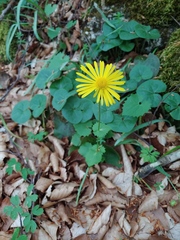 Doronicum columnae