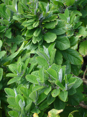 Crotalaria beddomeana