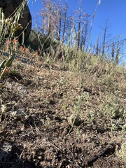 Cryptantha echinella