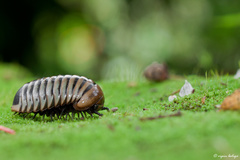 Arthrosphaera