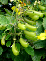 Crotalaria beddomeana