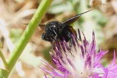 Xylocopa