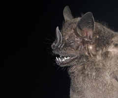 Artibeus obscurus