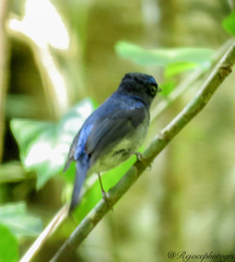 Niltava macgrigoriae