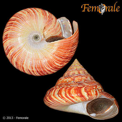 Rumphius' slit shell