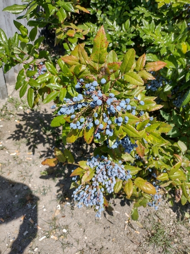 mahónia cezmínolistá (Berberis aquifolium)