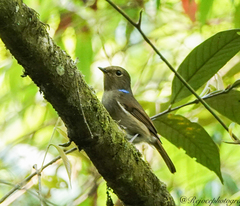 Niltava macgrigoriae