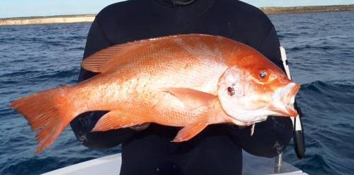 Large-mouth Nanny Goby (Snapper)
