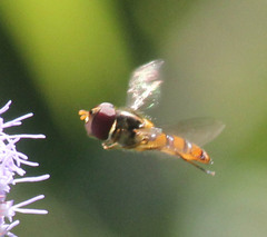 Episyrphus trisectus