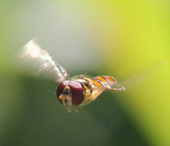 Episyrphus trisectus