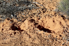 Tachyglossus aculeatus