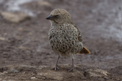 Histurgops ruficauda