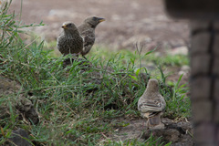 Histurgops ruficauda