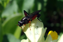 Chalcosyrphus valgus